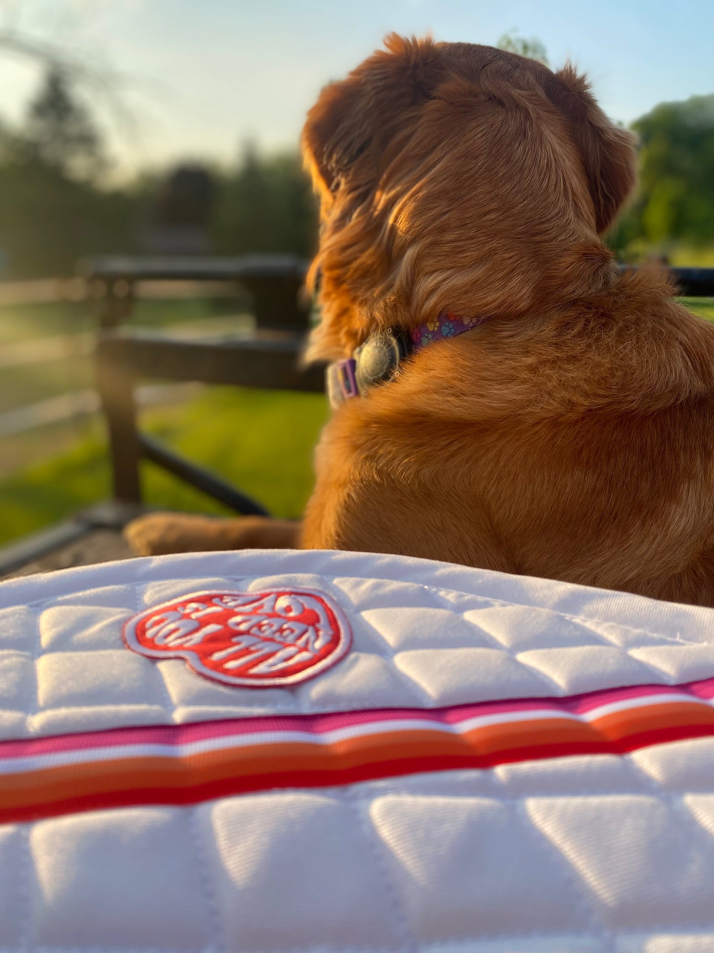 LESBIAN PRIDE - Love is Love Saddle Pad - White